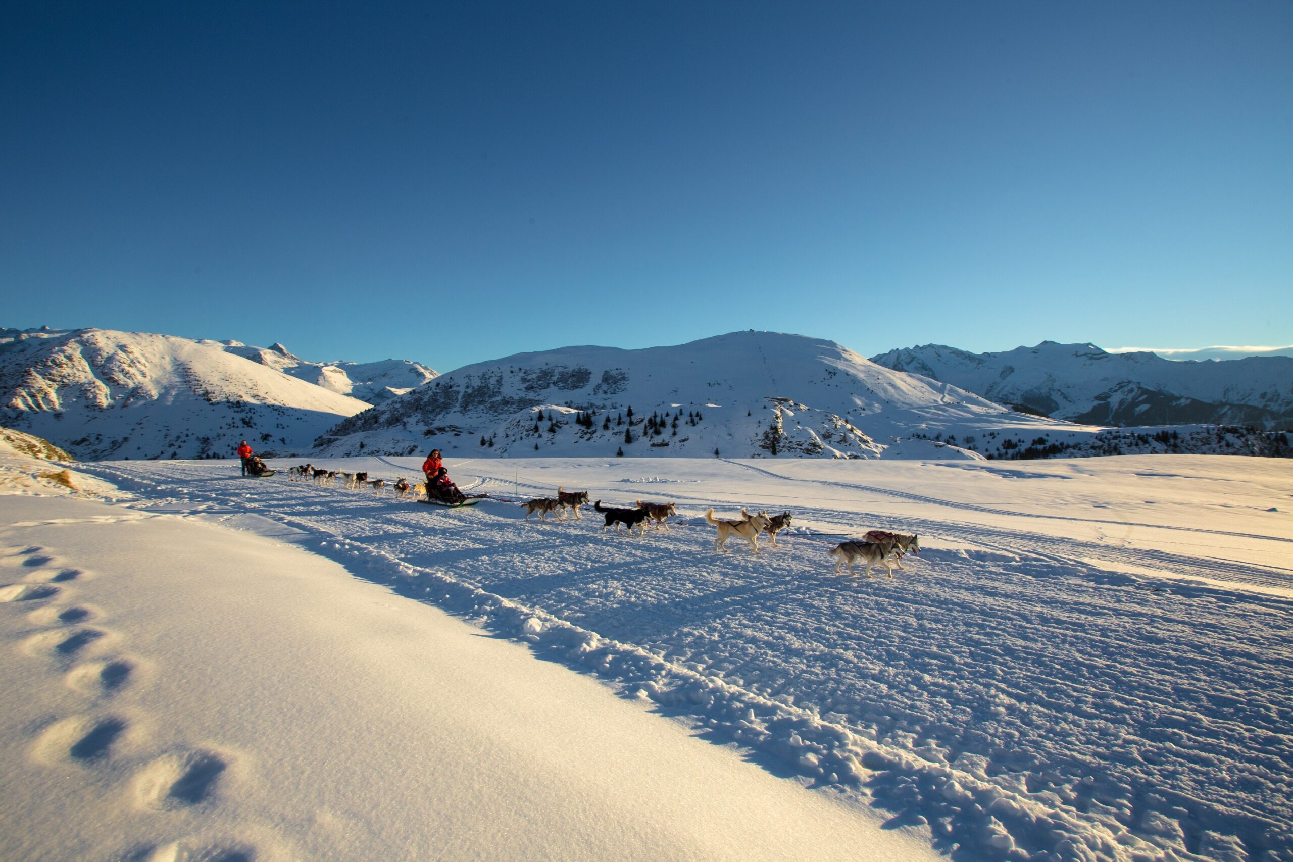 chiens de traineaux