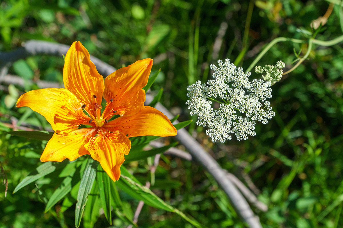 A la découverte de la flore