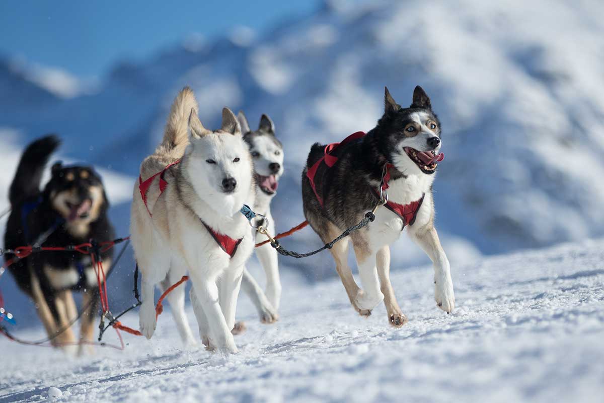 Chiens de traîneau (balades)