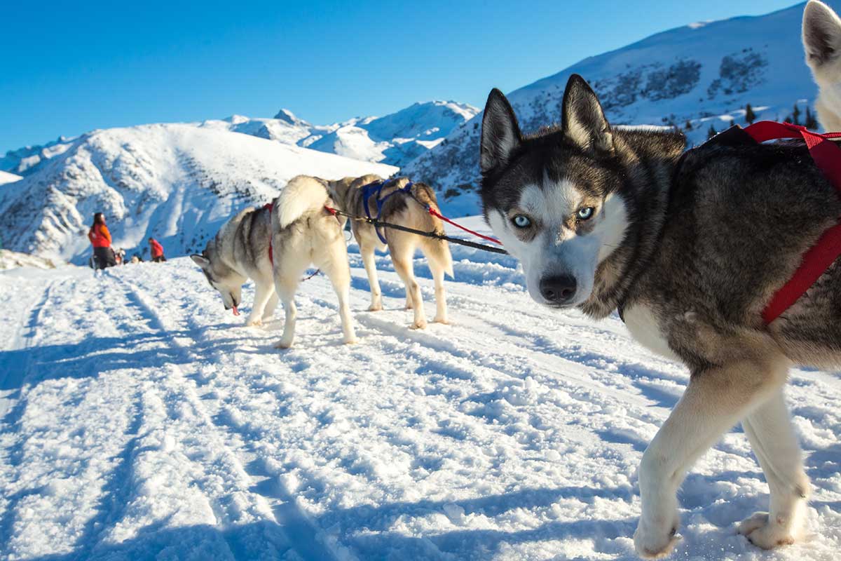 Chiens de traîneau (balades)