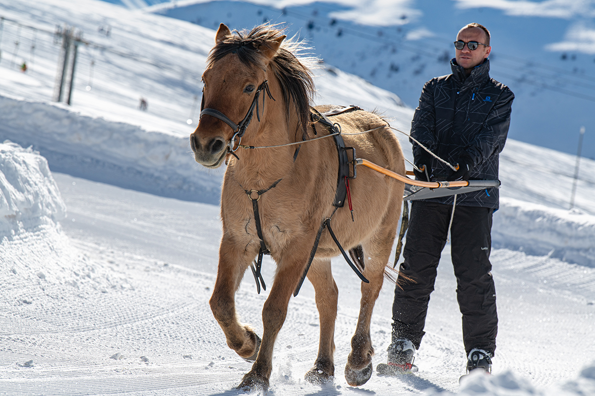 Ski joëring