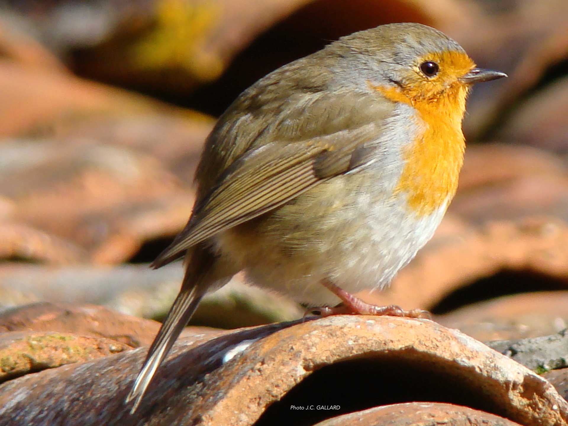 Conférence : la musique des oiseaux_Alpe d'Huez