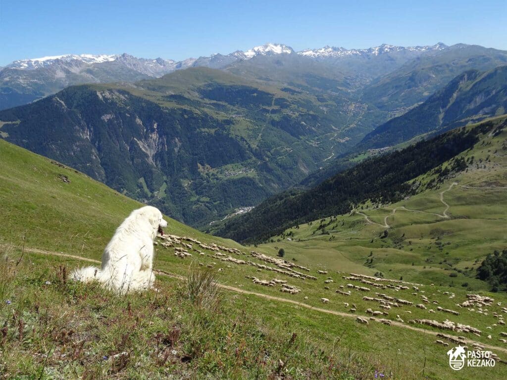 Visuel chien de protection Patou
