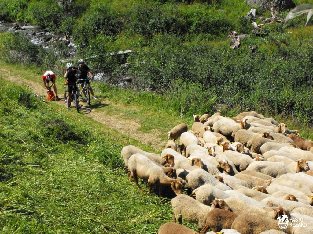 Visuel Patou et VTT