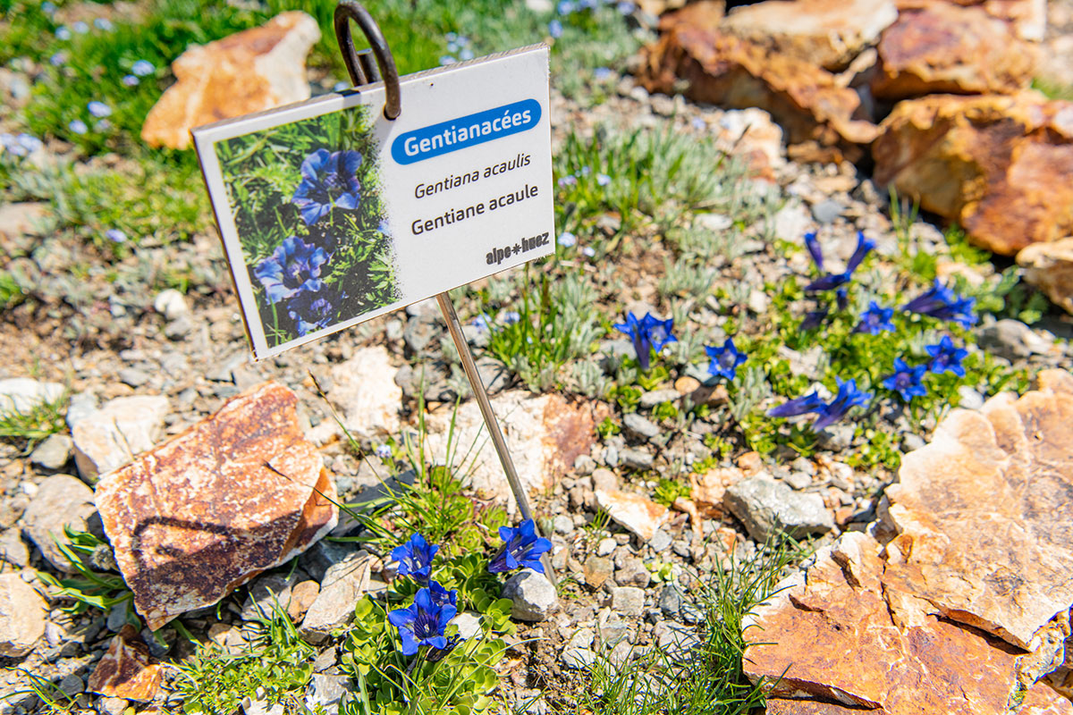 A la d&eacute;couverte de la flore