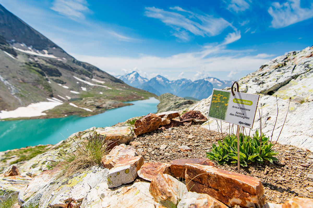 A la d&eacute;couverte de la flore