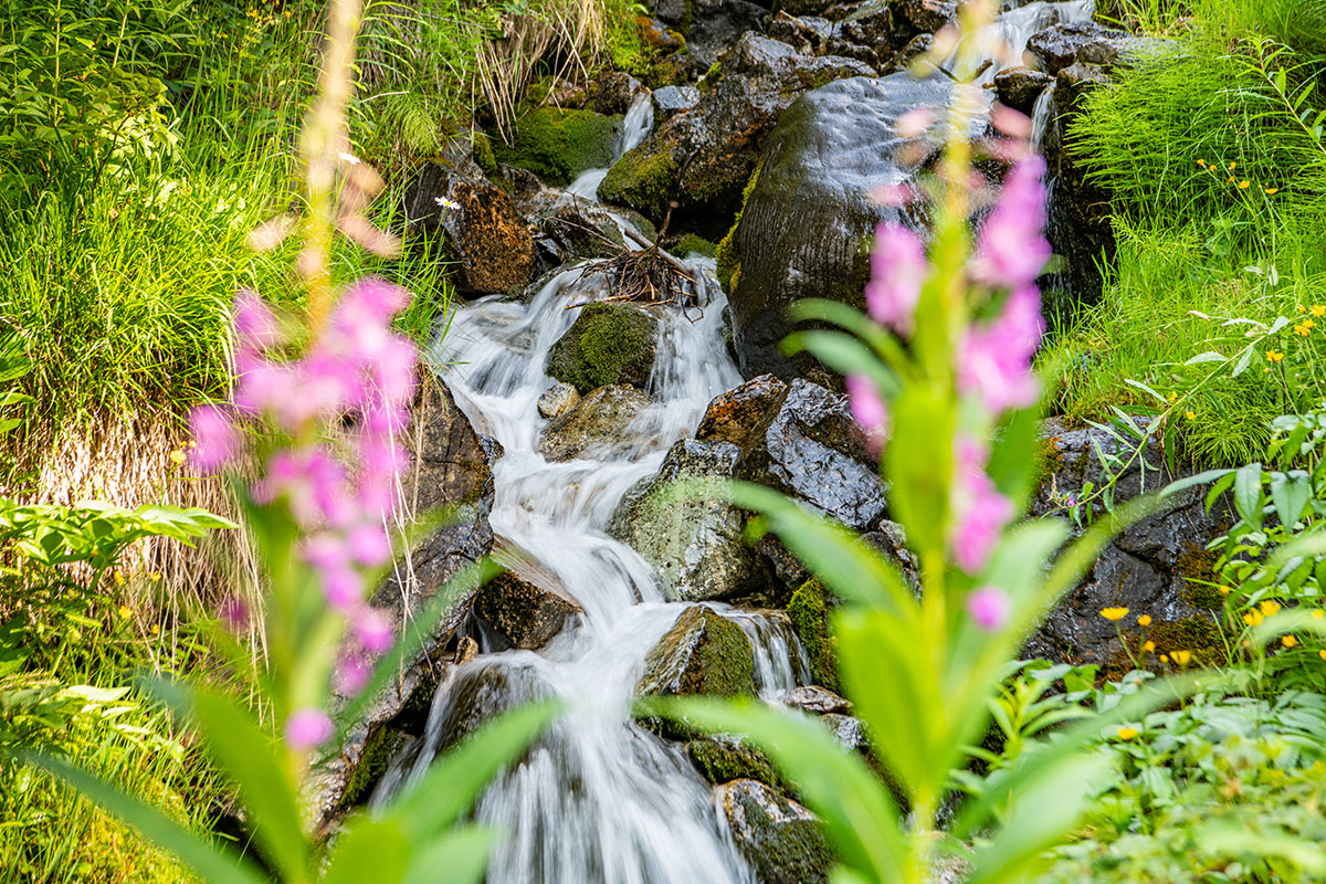 A la d&eacute;couverte de la flore