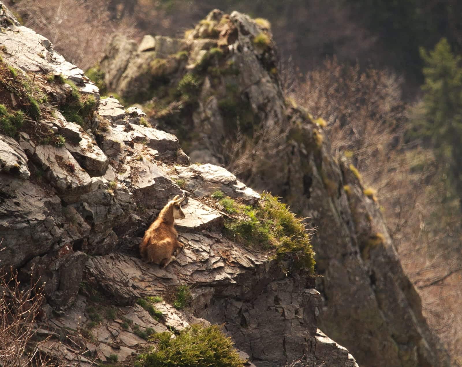 Chamois 2.jpg
