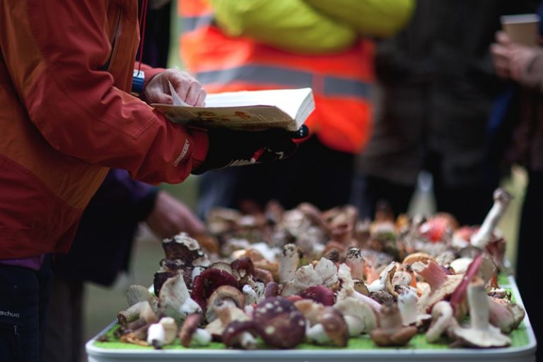 Initiation &agrave; la mycologie_Alpe d'Huez
